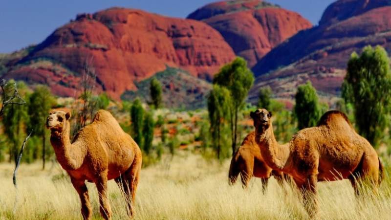 Peste 10.000 de cămile vor fi împușcate în zonele afectate de secetă din Australia