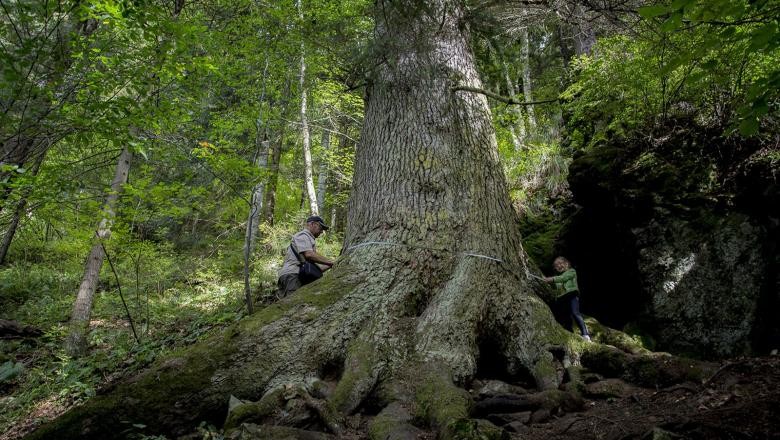 Un brad de pe vremea lui Mihai Viteazul, în lupta pentru titlul de arborele european al anului 2020