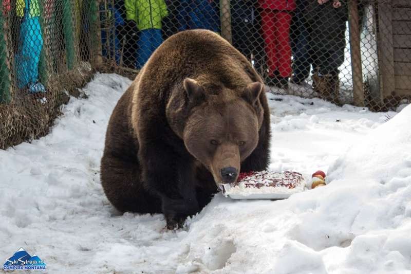 Ursul Baloo, vedeta stațiunii Straja,  împlinește 20 de ani