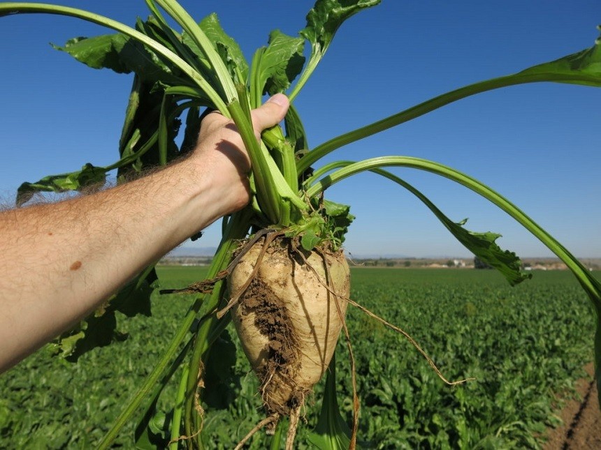 Promovare gratuita pentru producatorii romani de alimente