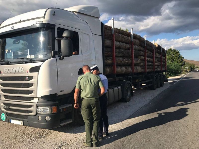 700 de controale și peste 100 de dosare penale pentru tăiere ilegală de arbori, în ultima săptămână