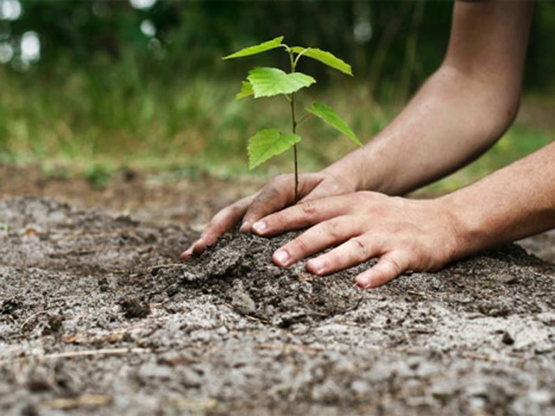 ”Plantăm fapte bune în România”. Peste 260.000 de puieţi au fost plantaţi pe 59 de hectare, în lunile martie și aprilie