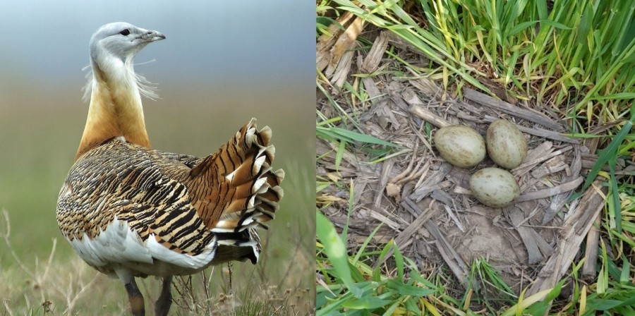 O poză care va intra în istorie! Dropia, o specie considerată dispărută, cuibărește din nou în România