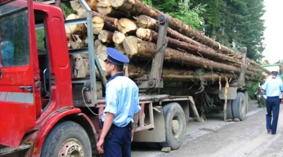 Decizie în Senat! Amenzi sau închisoare pentru cei care fură lemne sau puieţi din pădure