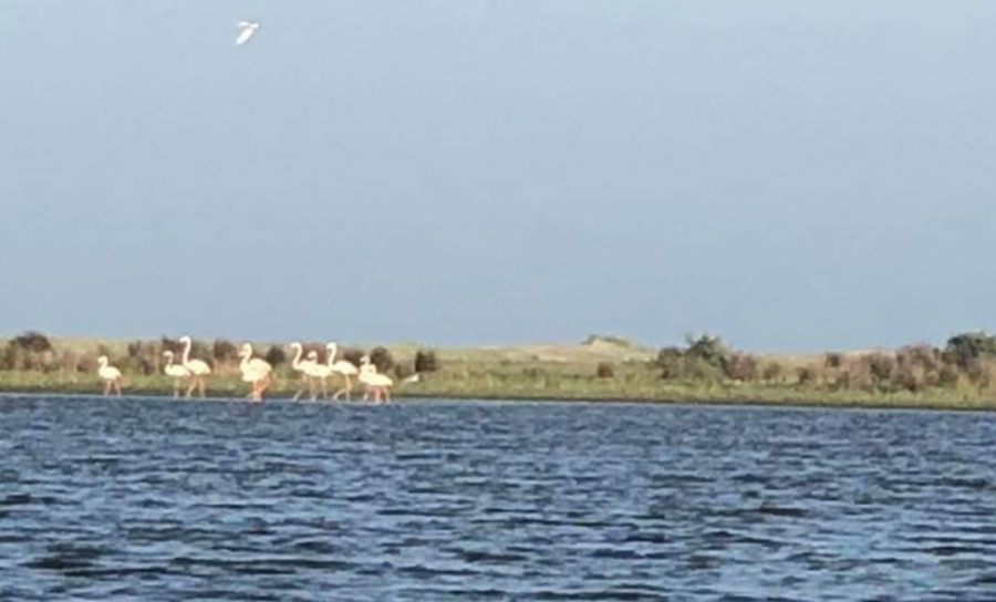 Zece exemplare de păsări Flamingo, cel mai numeros grup observat în ultimul secol în Delta Dunării
