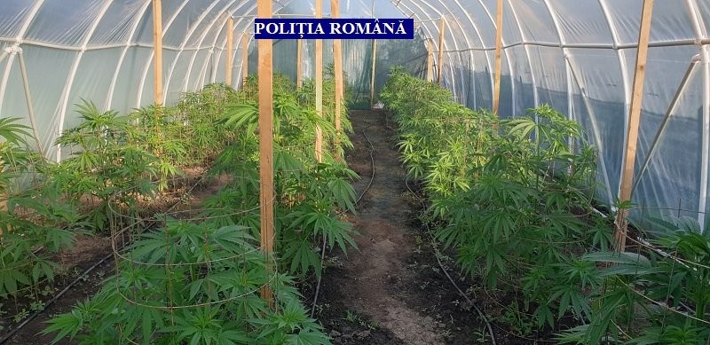 Se fac percheziții într-un caz de distrugere și contrabandă cu țigări;  au fost descoperite însă și plante de canabis