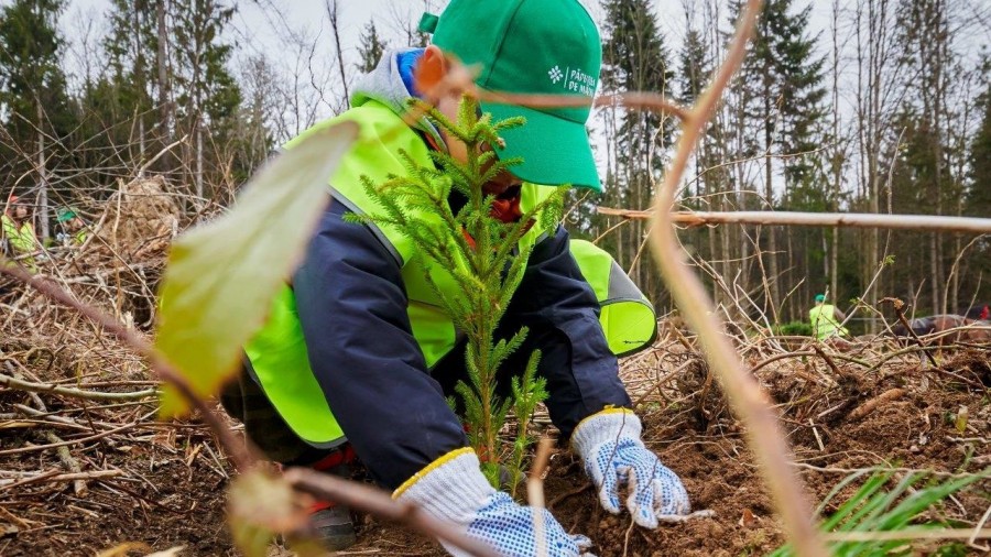 Ministerul Mediului: Începând din primăvară, sunt în curs de plantare peste 2.500 de păduri de la zero şi completate alte 7.000 de păduri tinere