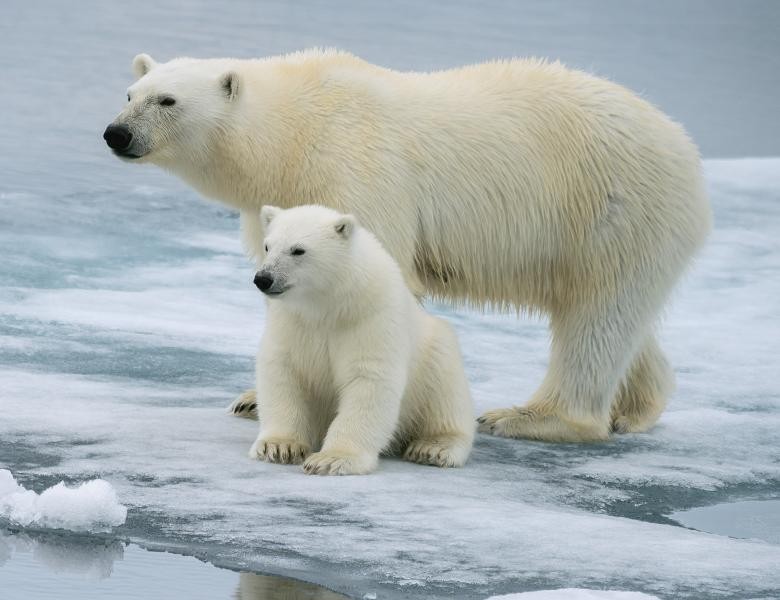 Scenariu sumbru. Aproape toți urșii polari vor muri în următorii 80 de ani, din cauza încălzirii globale