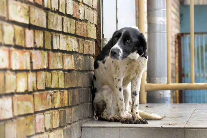 Se înființează Poliția Animalelor! Dacă un animal este torturat, autoritățile pot acționa fără mandat