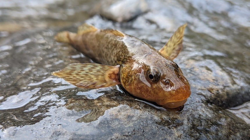 Aspretele, peştele fosilă vie aflat în pragul dispariției, a reapărut într-un râu din România