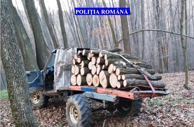 Au tăiat ilegal și au furat mai mulți arbori din pădurea Gurahonț