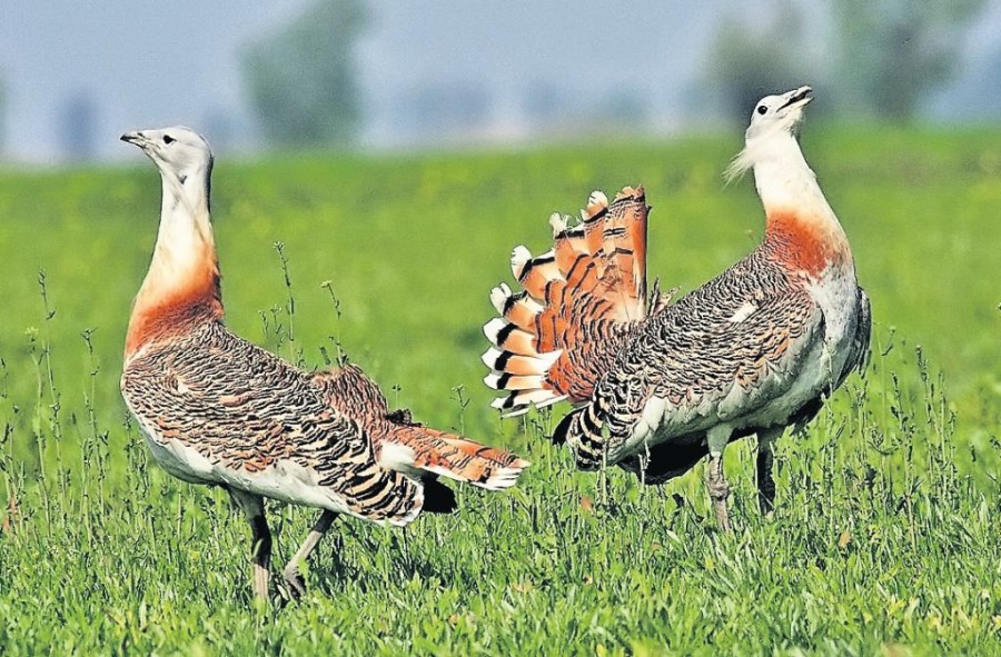 Dropia, specie dispărută de jumătate de secol din România, a reapărut în Insula Mare a Brăilei