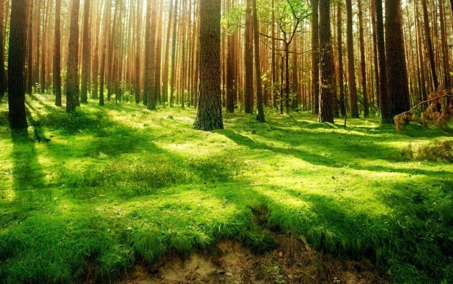 Suprafaţa împădurită a României a scăzut la 6,929 milioane de hectare în 2020