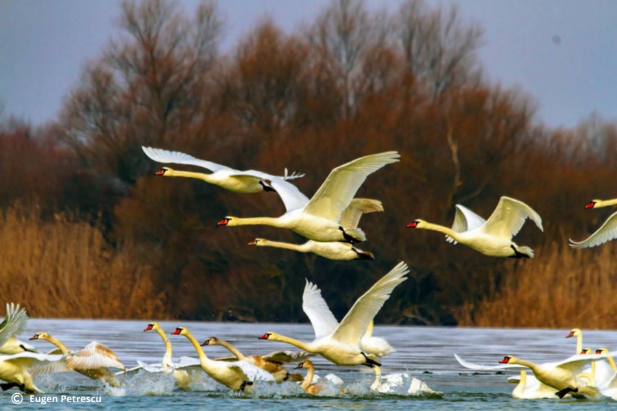 Ziua internațională a Păsărilor, sărbătorită în mediul online de SOR