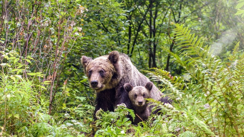 Ordinul care permitea uciderea urșilor, anulat de Instanță