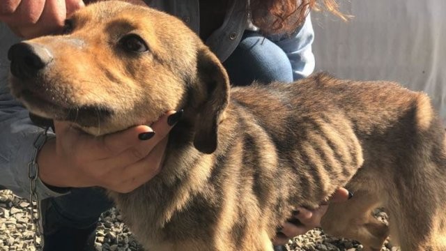 Zeci de câini au fost salvați de polițiștii de la Protecția Animalelor