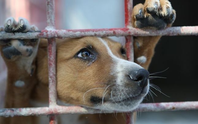 Tu îl poți face să zâmbească din nou! Târg de adopție canină, la Arad