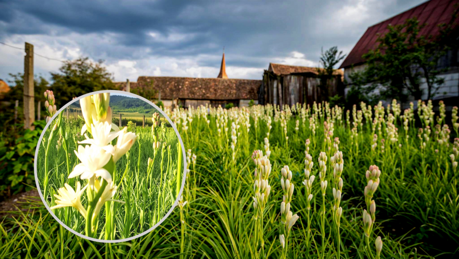 Tuberoza de Hoghilag, prima floare din România şi a treia din Europa protejată la nivel european