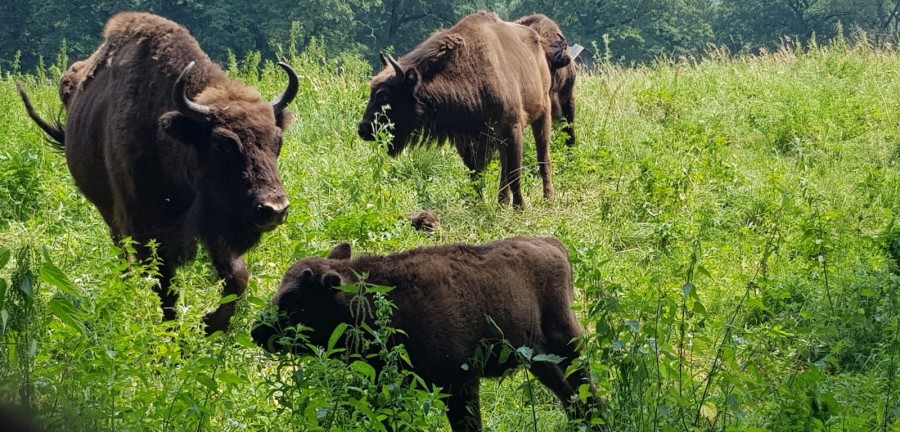 Se caută un nume pentru un pui de zimbru de la Grădina Zoologică ”Dragoş Vodă”. Regula este foarte clară: să înceapă cu particula ”RO”