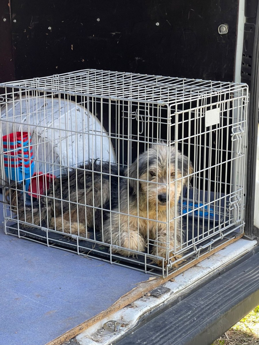 (VIDEO) Circa 100 de câini ținuți în condiții improprii, plasați în adăpost de polițiștii BPA