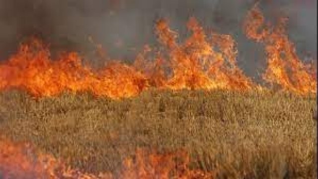 Incendiu la un lan de grâu lângă Aluniș