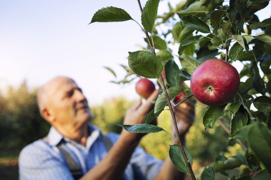 Secretele unui grădinar de succes: Sfaturi și trucuri pentru a planta și îngriji plantele fructifere