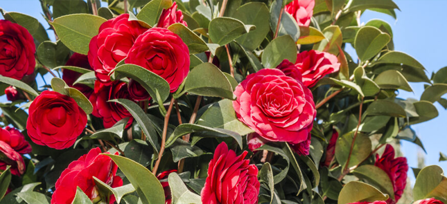 Cele mai importante aspecte ale îngrijirii plantei Camelia Japonica