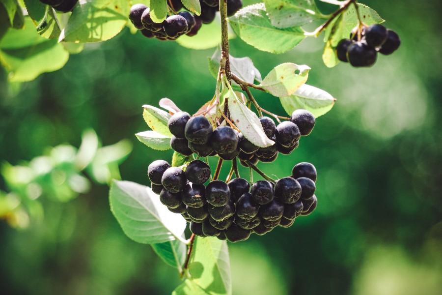 Aronia - beneficii și rețete pentru o dietă sănătoasă