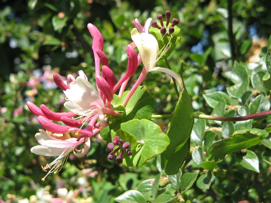 Caprifoi: o plantă cu proprietăți terapeutice și utilizări variate