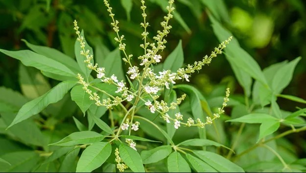 Plantele minune pentru memorie și concentrare: Turmeric, Ginkgo biloba, Ginseng și Roiniță