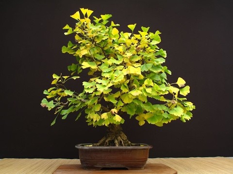 Ginkgo Biloba: Arborele unic cu frunze în formă de evantai