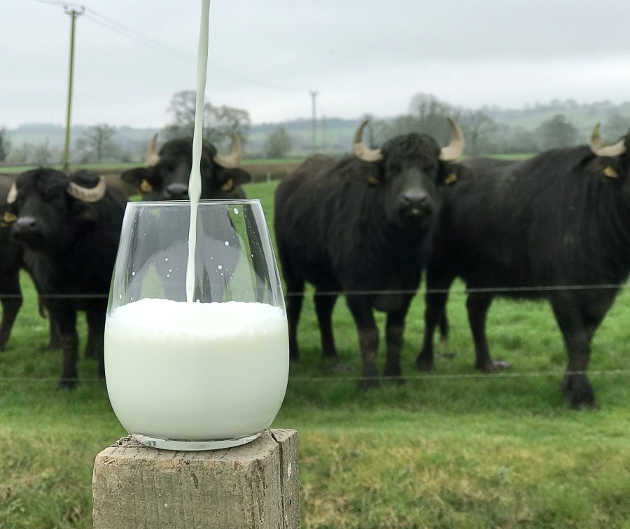 Laptele de bivoliță o alternativă pentru laptele de vacă