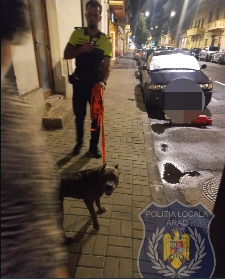 Un câine periculos a fost capturat în centrul Aradului, înainte să provoace vreo tragedie