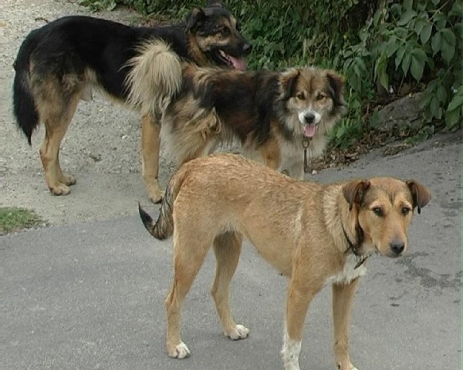 Care sunt cartierele din municipiu cu cei mai mulţi câini vagabonzi