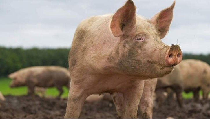 Legea porcului vine cu măsuri draconice