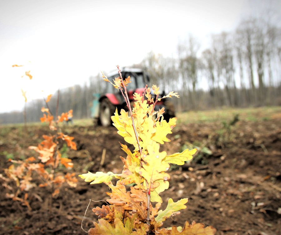 Romsilva a plantat anul trecut peste 25 de milioane de puieți forestieri în fondul forestier de stat