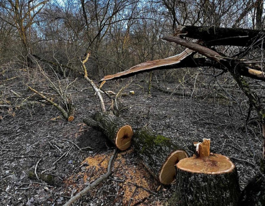Percheziții la persoanele bănuite că au furat lemne din Parcul Natural Lunca Mureșului