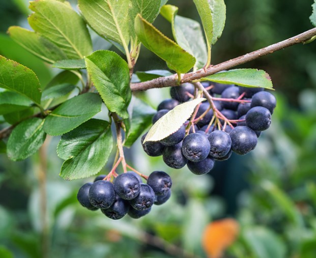 Beneficiile, Proprietățile și Contraindicațiile Fructului de Aronia