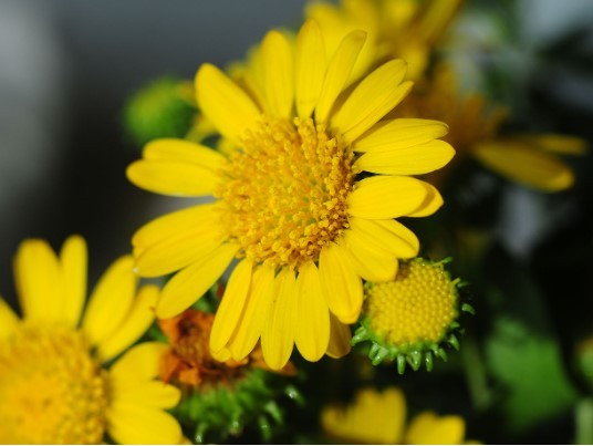 Explorând Beneficiile Uimitoare ale Extractului de Grindelia (Grindelia robusta)