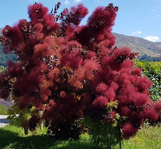 Floarei de Fum: O comoară ascunsă în Grădina Naturii