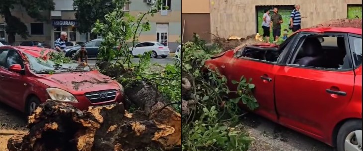Toaletările și tăierile de copaci continuă în municipiu