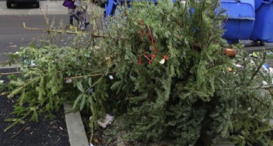 A început colectarea brazilor de Crăciun; cum trebuie să fie depuși pentru a putea fi reciclați