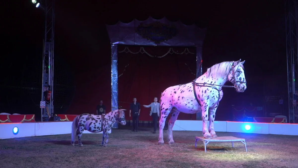 Circul Național Hungaria a venit la Arad cu un spectacol cu 14 artiști